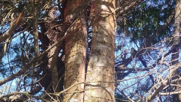 MORADOR RELATA RISCO POR ÁRVORE PARTIDA E RECLAMA DE FALTA DE ATENDIMENTO DA PREFEITURA DE BOM JESUS DOS PERDÕES