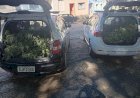 Operação Conjunta Apreende Pés de Maconha em Joanópolis