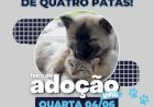 Feira de adoção: cães e gatos resgatados esperam por um lar amoroso
