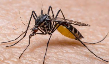 Dois Casos de Febre Amarela Confirmados em Joanópolis: Estado de Alerta