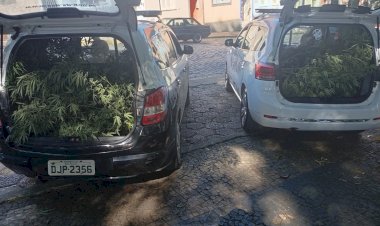 Operação Conjunta Apreende Pés de Maconha em Joanópolis