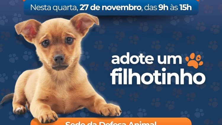 Feira de Adoção de Filhotes