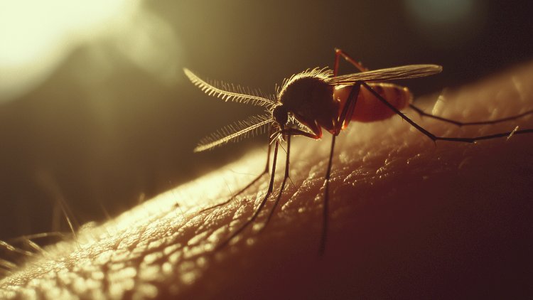 Joanópolis Reforça Vacinação Contra Febre Amarela: Confira os Locais