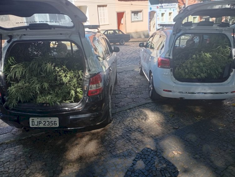 Operação Conjunta Apreende Pés de Maconha em Joanópolis