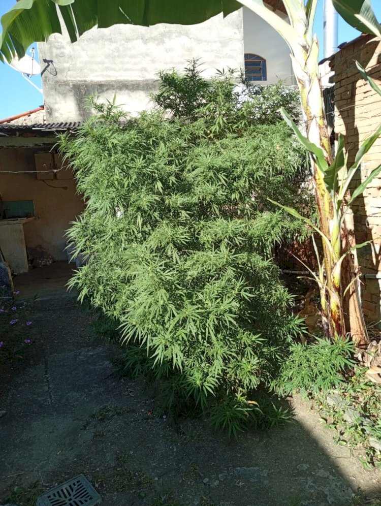 Operação Conjunta Apreende Pés de Maconha em Joanópolis