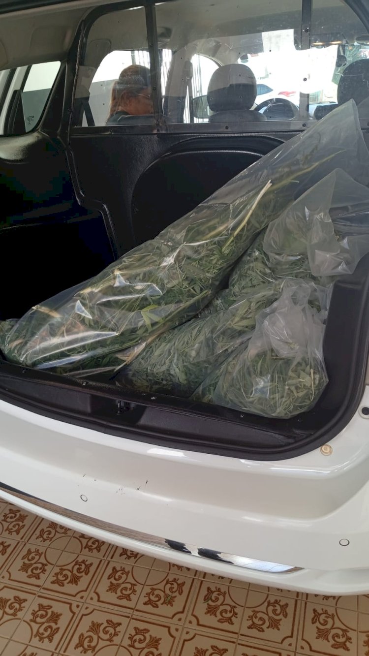 Operação Conjunta Apreende Pés de Maconha em Joanópolis