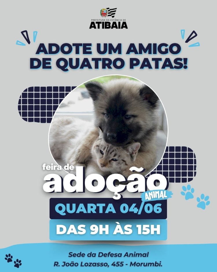 Feira de adoção: cães e gatos resgatados esperam por um lar amoroso